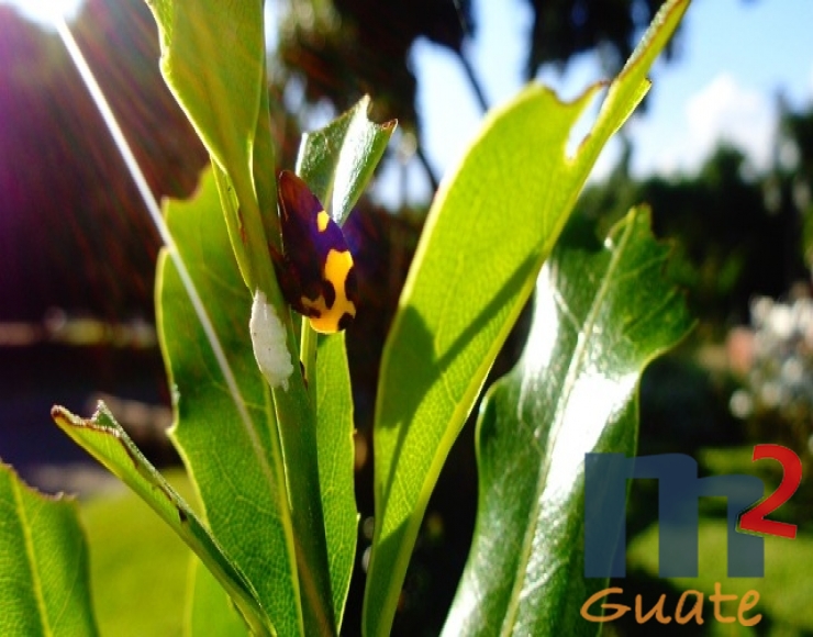 M2Guate-V2444-Terreno-en-Venta-Antigua-Guatemala